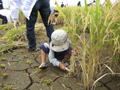 子供も稲刈り