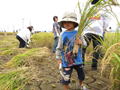 子供稲刈り、ハイホーズ！