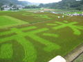 田んぼアート