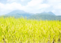 大分県　ひとめぼれ　成安英世さんです。