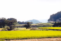 大分県　ひとめぼれ　成安英世さんです。